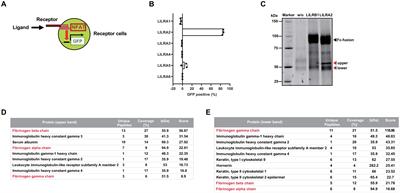 Fibrinogen induces inflammatory responses via the immune activating receptor LILRA2